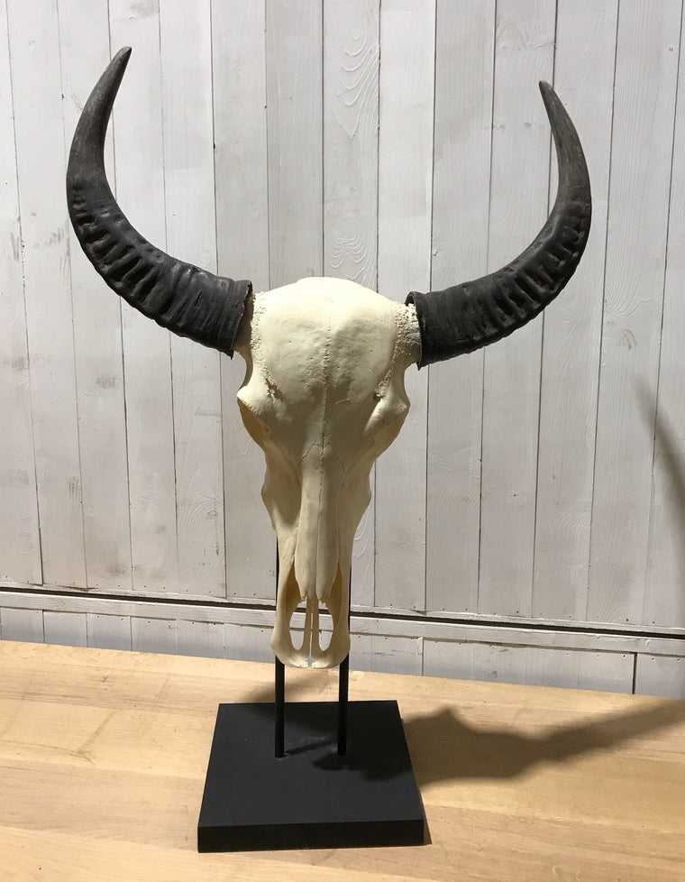 Vintage Buffalo Skull on a stand # 4190
