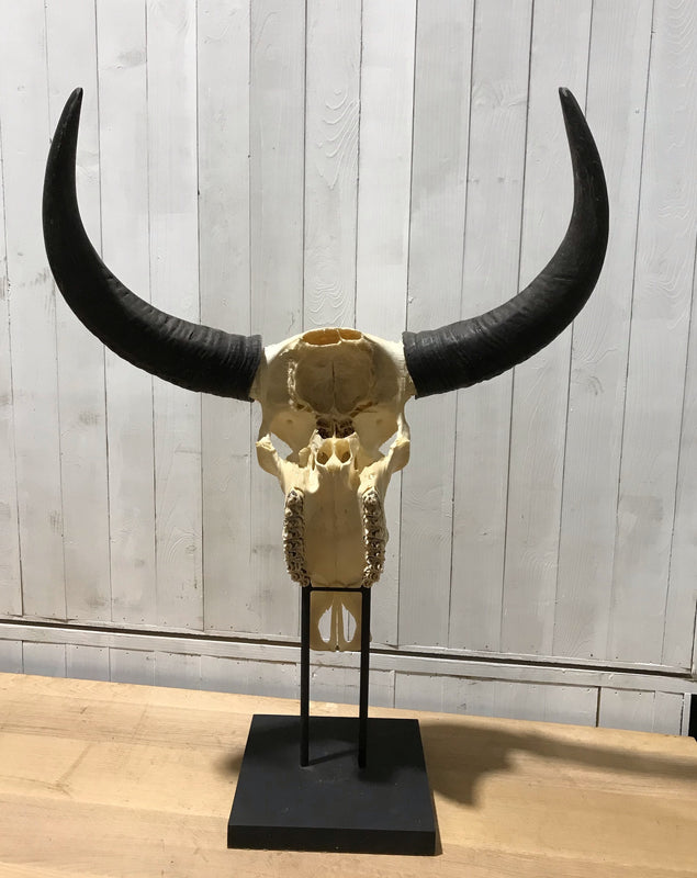 Vintage Buffalo Skull on a stand # 4190