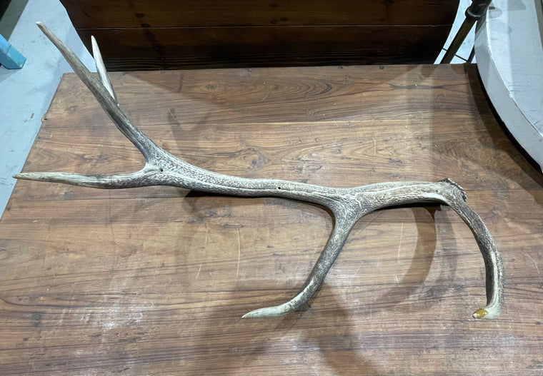 Vintage Deer Antler # 6882