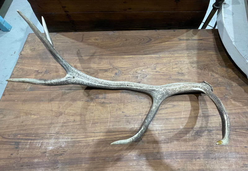 Vintage Deer Antler # 6882