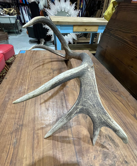 Vintage Deer Antler # 6882