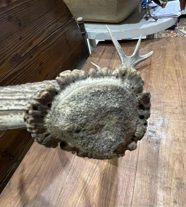 Vintage Deer Antler # 6882