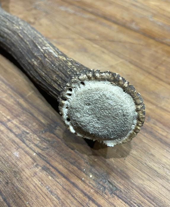 Vintage Deer Antler # 6883