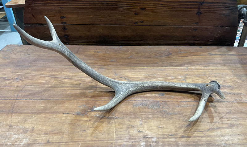 Vintage Deer Antler # 6884