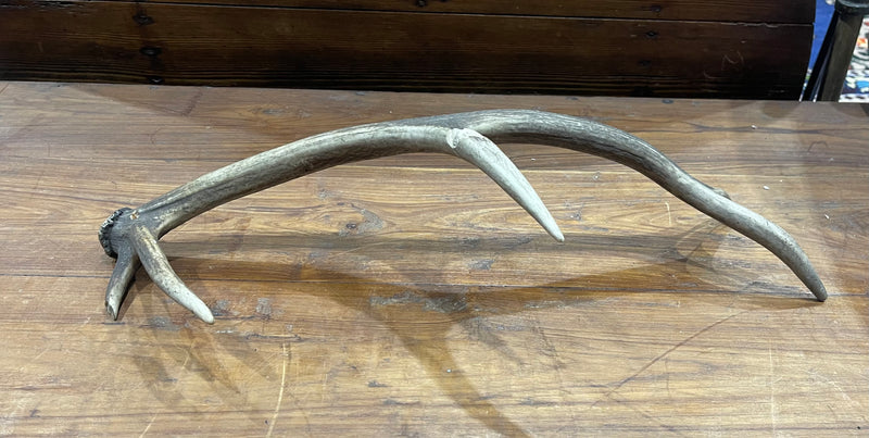 Vintage Deer Antler # 6884