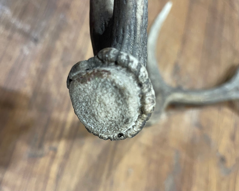 Vintage Deer Antler # 6884