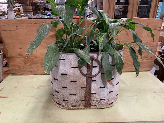 Vintage  Galvanised Oval Bucket Planter - Olive Bucket Style  #5655 Byron