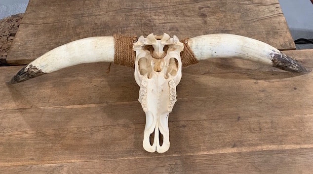 Vintage Long Horn  Wall Mount Skull  # 5735