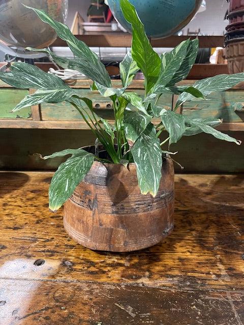 Vintage  Wooden  Bowl /  Planter #6068