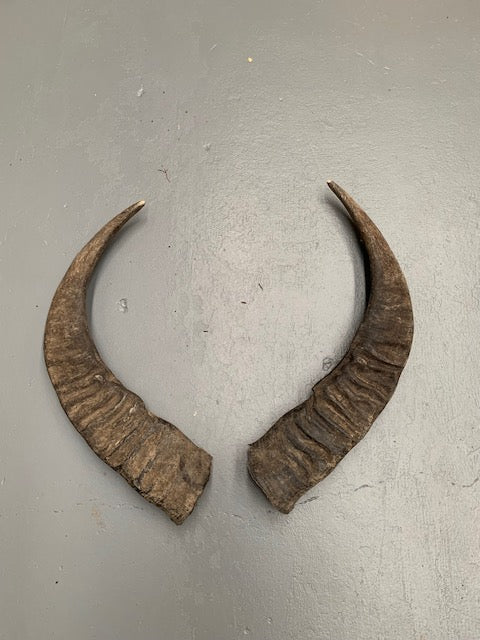 Set of Vintage Horns # 5695  Byron