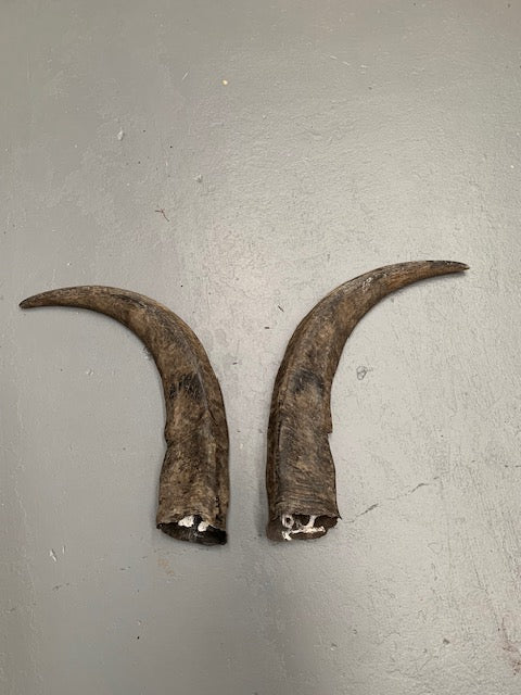 Set of Vintage Horns # 5695  Byron