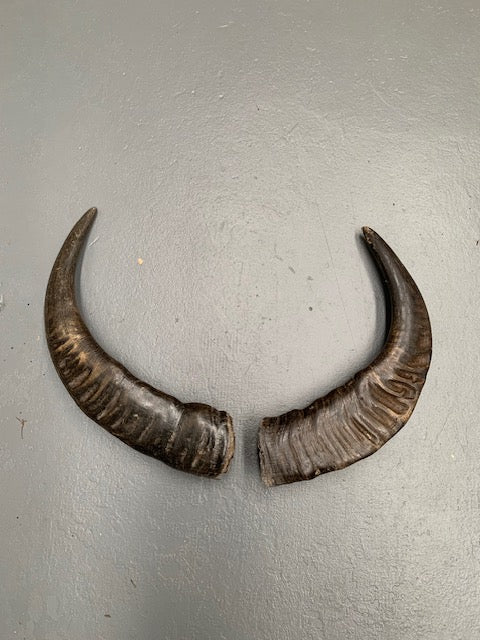 Set of Vintage Horns # 5697  Byron