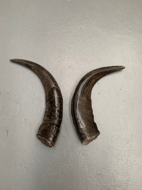 Set of Vintage Horns # 5697  Byron