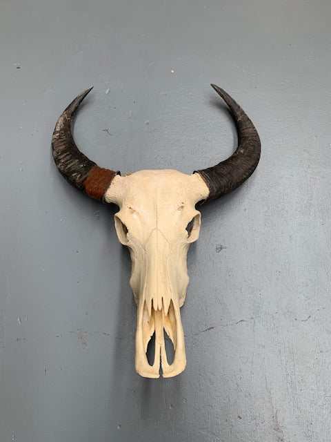 Vintage  Skull Wall Mount # 5694  Byron