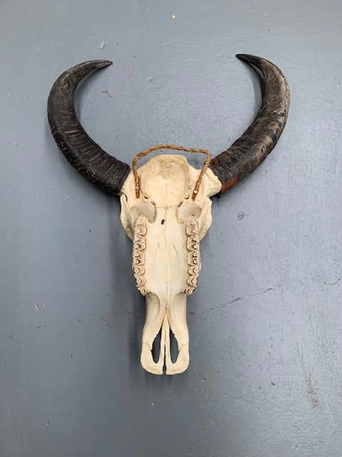 Vintage  Skull Wall Mount # 5694  Byron