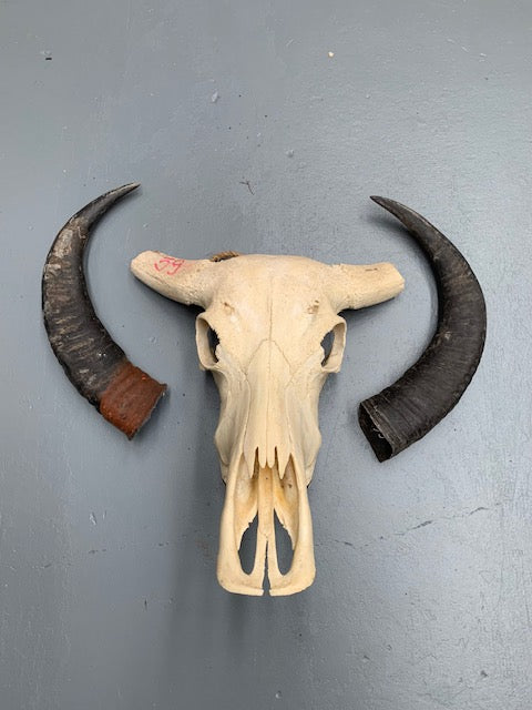 Vintage  Skull Wall Mount # 5694  Byron