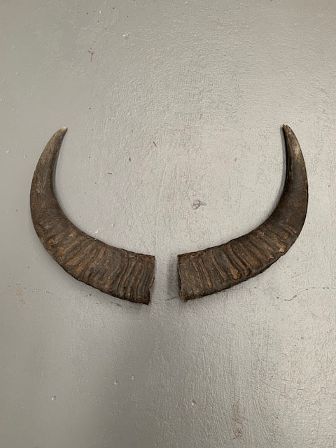 Set of Vintage Horns # 5696  Byron