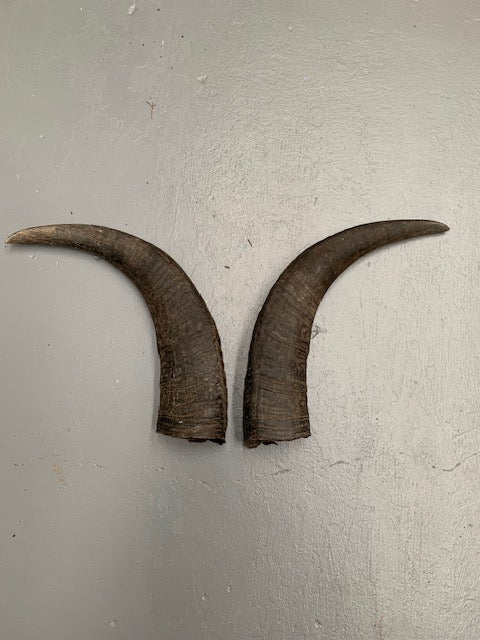 Set of Vintage Horns # 5696  Byron