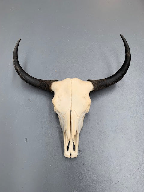 Vintage  Skull Wall Mount # 5693  Byron