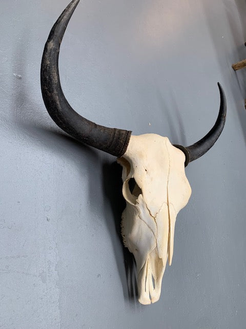 Vintage  Skull Wall Mount # 5693  Byron