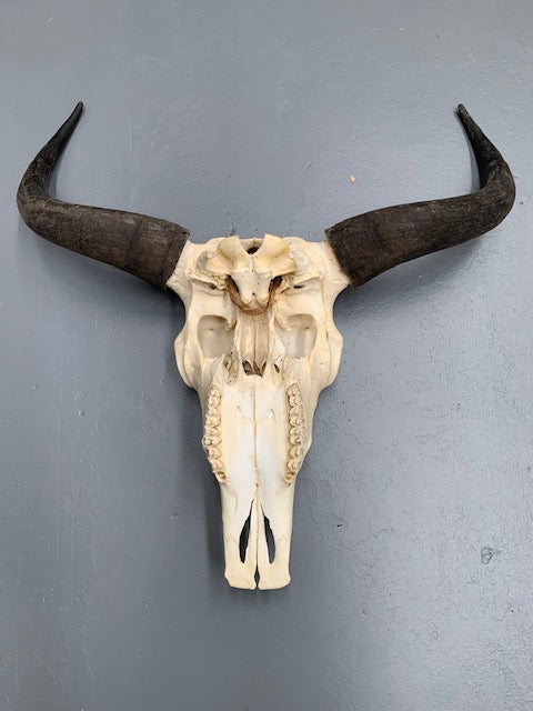 Vintage  Skull Wall Mount # 5693  Byron