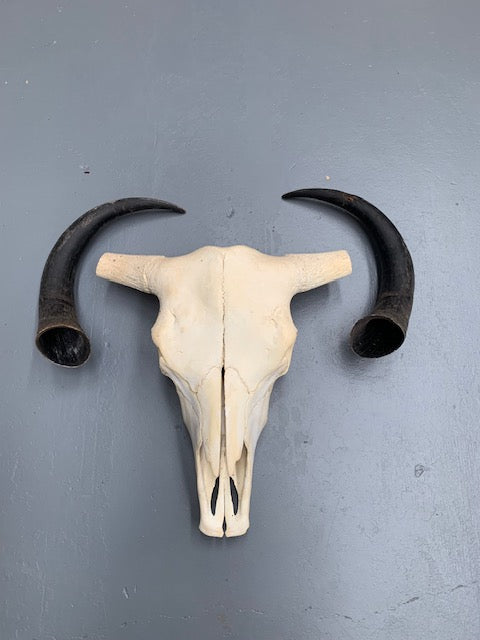 Vintage  Skull Wall Mount # 5693  Byron