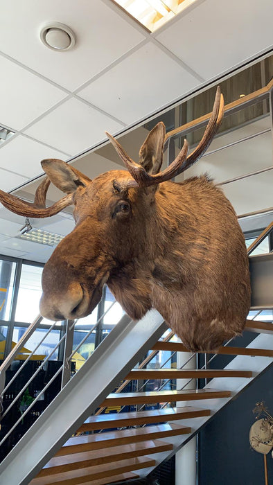 Vintage HUGE Moose Shoulder Mount SOLD #3334