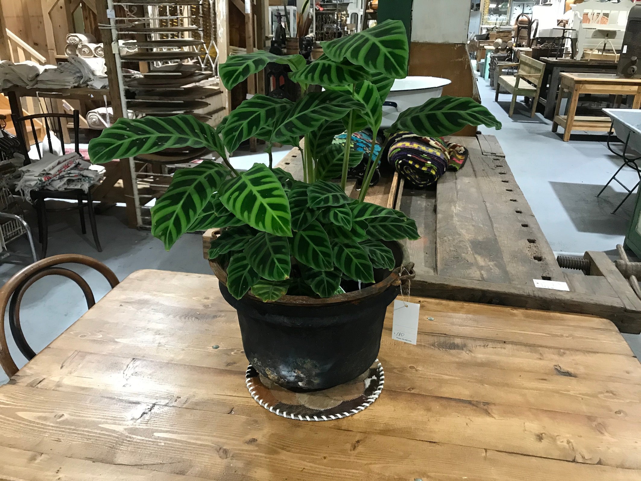 Vintage industrial European  Copper cauldron pot #2654 planter