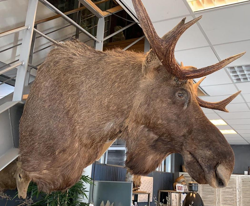 Vintage HUGE Moose Shoulder Mount SOLD #3334