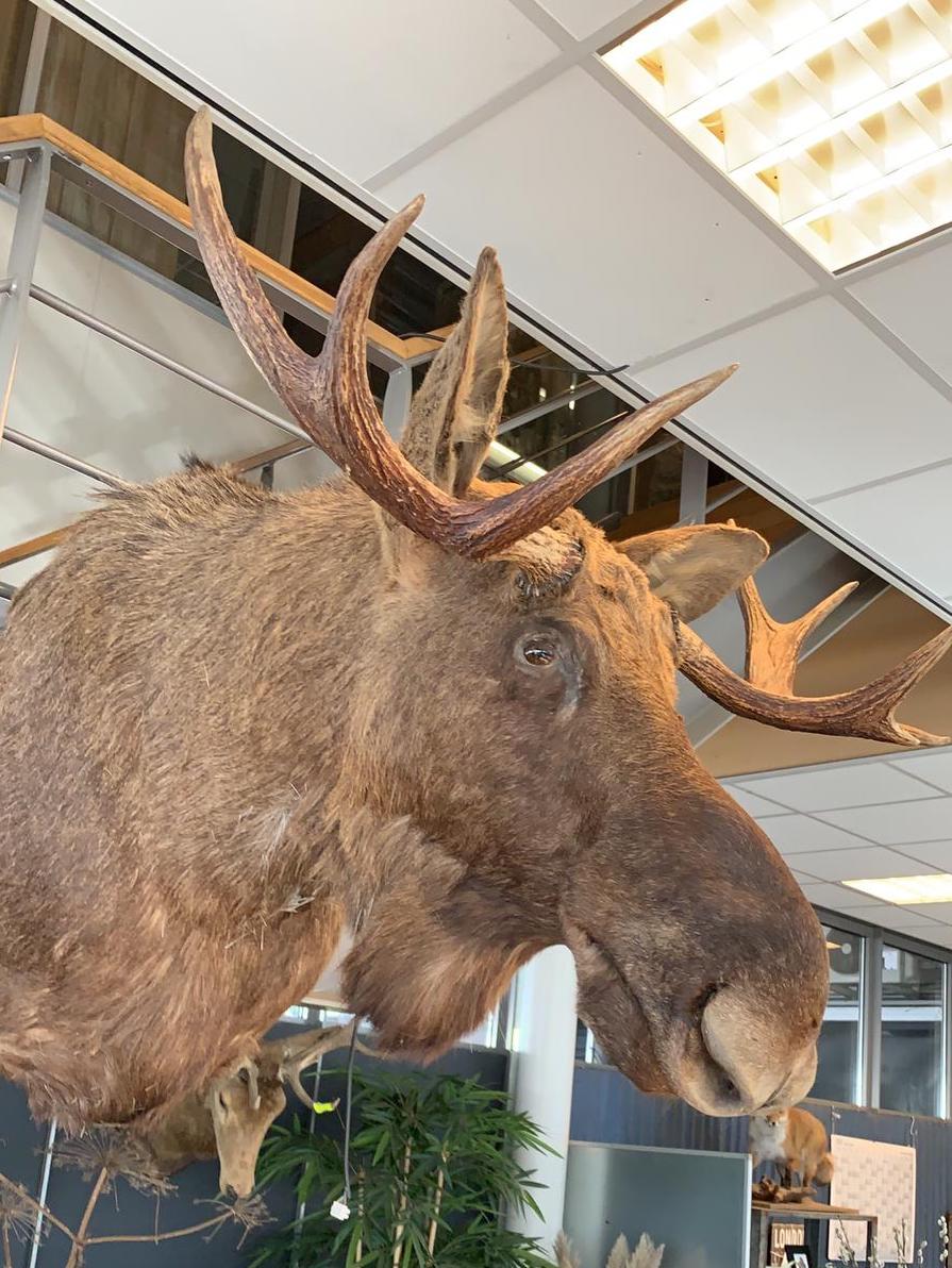 Vintage HUGE Moose Shoulder Mount SOLD #3334