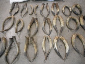 Vintage Long Horns # 2180 SOLD PER SET
