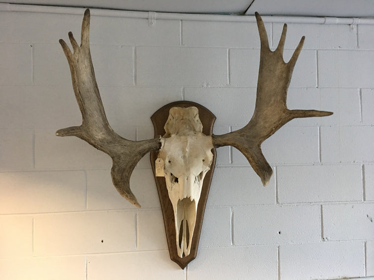 Vintage German antler #1480