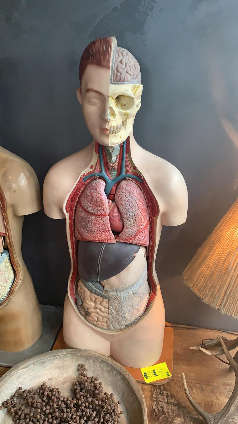 Vintage German medical torso (Number 1) #3199 Byron