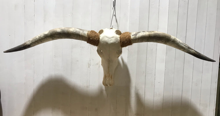Vintage Long Horn Skull Wall Mount # 4193