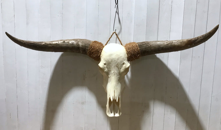 Vintage Long Horn Skull Wall Mount # 4194