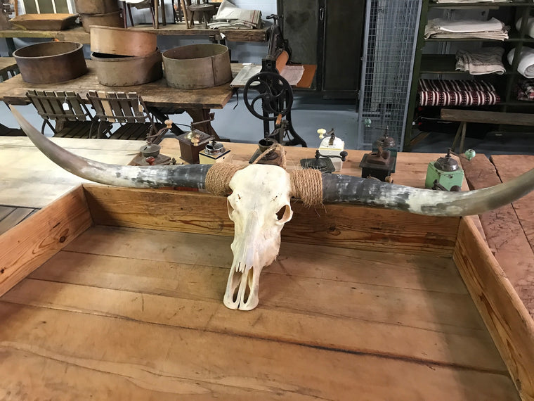 Vintage long horn HUGE #2041