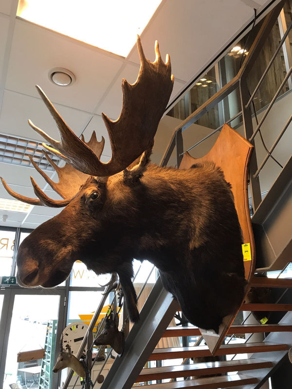 Vintage HUGE Moose Shoulder Mount # 2184