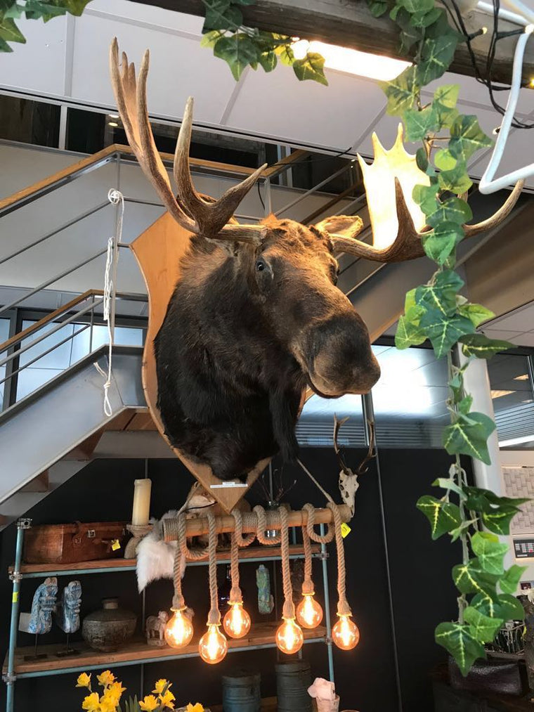 Vintage HUGE Moose Shoulder Mount # 2184