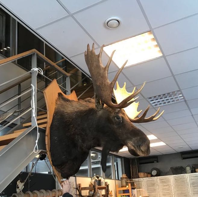 Vintage HUGE Moose Shoulder Mount # 2184