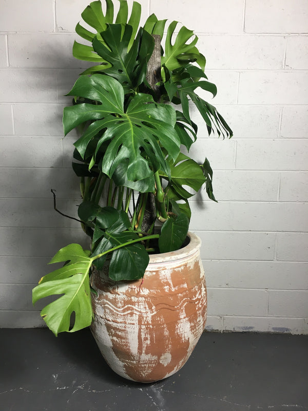 Vintage Turkish Terracotta  Big Mouth Pot #3242 (2)