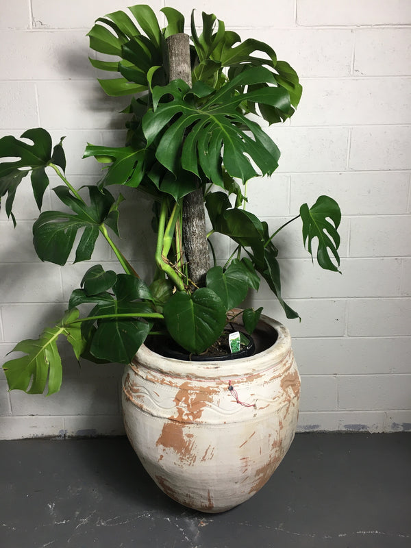 Vintage Turkish Terracotta  Big Mouth Pot #3242 (3)