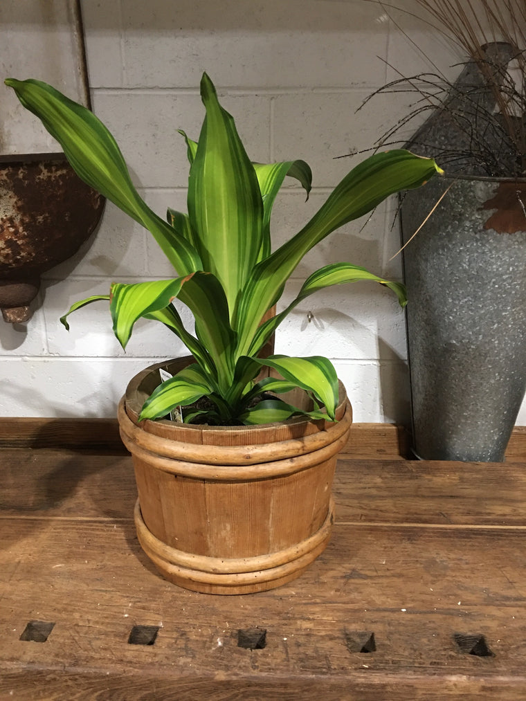Vintage  European Wooden Bucket #3304