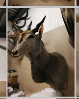 Vintage Kudu Shoulder Mount # 2183