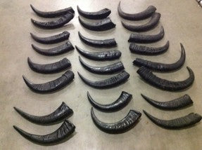 Vintage Water Buffalo Horns # 2179 SOLD PER SET